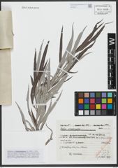 Foto von Salix viminalis L.